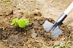 garden work - digging with shovel