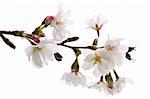 Branch of oriental flowering cherry with blossoms isolated on white background