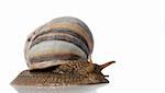 Snail. A photo close up snail. With detailed study of a structure of a body