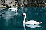 Wild swans floating in mountain lake (the Crimean high mountains)