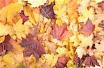 nice color background from the autumn leaves