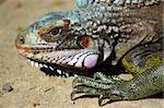 Iguana - portrait of iguana filtered to display all its natural vibrant colors