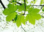Vivid green leaves of a tree