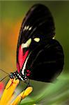 Red heliconius dora butterfly on a flower