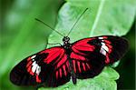 Red heliconius dora butterfly on a leaf