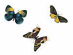 three multicolored butterflies on a white background, vector