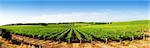 Vineyard Panorama in the Adelaide Hills