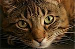 Closeup of tabby cat looking intently into the camera with love