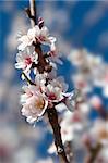 almond tree close up detail with white and pink flowers and blue sky in background - focus on the flowers