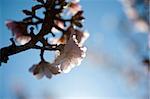 Almond tree flower in spring background - colors and flare are intencional for a summer feeling
