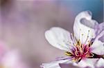 spring background with pink almond flower