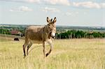 Gray donkey walking on a bright field