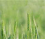 Green wheat plant with blurred background