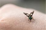 Big nasty fly biting in human skin
