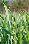 Small green wheat plant on a field