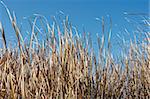 Tall dry reed in the autumn against deep blue sky