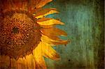 Sunflower with grunge texture