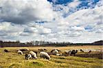 Sheep herd feasting in a water meadow in early spring with beautiful clouds and blue sky above