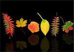 Abstract autumn leaf design of rowan, maple, hosta and grape with reflection, over black background.