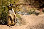 A watchful meerkat stands guard for her family