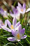 Group of purple and white crocus blooming in the afternoon sun in march