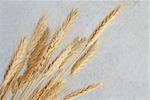 yellow dry wheat ears over gray background