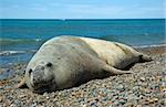 elephant seal in the coast of peninsula valdes, patagonia, argentina.