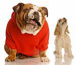 english bulldog and cocker spaniel puppy howling a song together