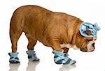 english bulldog walking in winter hat and boots