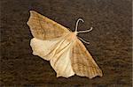 Cream Colored Moth on Wood A Background