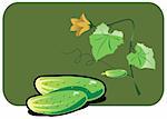 Vector color illustration of a cucumber.