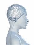 3D gerenderten Anatomie Abbildung einer Feamle Kopf Form mit aktiven Gehirn