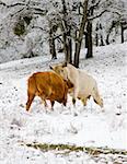 Two Cows Fighting in a Field Covered with Snow