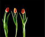 Three red-orange tulips isolated on black