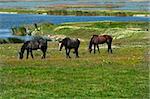 horses on the meadow / landscape