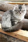 Beautiful gray cat sits outdoors / vertical portrait