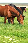 three horses are grazed on a meadow