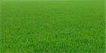 It is a green new rice land background.