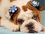 adorable english bulldog with blue flowers in her hair