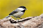 Black-capped Chickadee (poecile atricapilla) on a stump in spring with yellow forsythia bushes