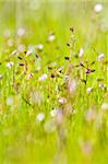Closeup of Common or Shining Peppergrass, Lepidium nitidum