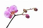 Branch of orchid- a flower and tree buds. Isolated.