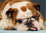 english bulldog wearing reading glasses with tongue sticking out