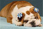 adorable english bulldog wearing blue flowers on ears on blue background