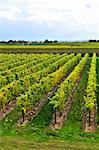 Rows of young grape vines growing in Niagara peninsula vineyard