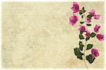 Pink bougainvillea branch on pale ribbed parchment background