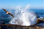 Pacific Pelican Soaring Through Splashing Ocean Waves