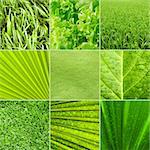 Collage nature green background. All image belongs to me.