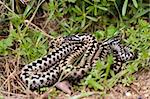 Adders coiled together in the grass