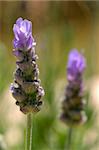 Closeup of Spanish Lavender with second flower in background